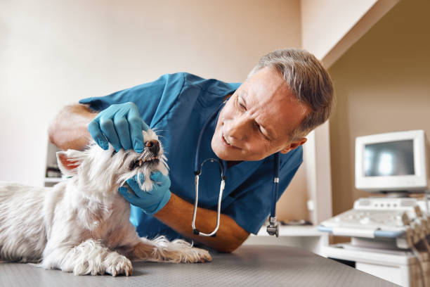 Best Pediatric Emergency Dentist in New Tazewell, TN